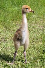 Black Yellow Black (red green) - 12th May 2014 Black Yellow Black (red green)- 12th May 2014